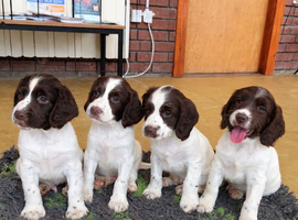Cheeky Spaniel pups