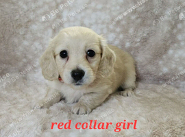 Mini long haired cream dachshund READY NOW