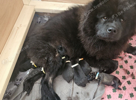 Chow Pei for sale