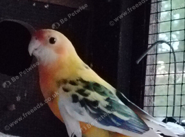 Stunning pennant