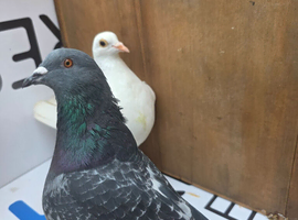 Pigeons