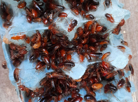 Red runner roaches