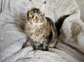 1 year old female registered Maine Coons