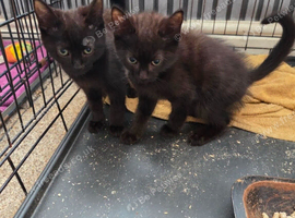 5 beautiful kittens for Sale