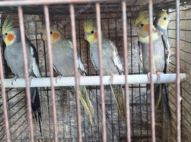 Small colony mutation cockatiels