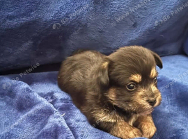Puppy