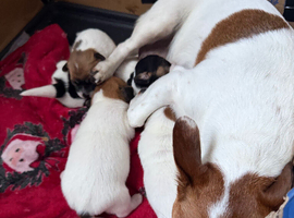 Stunning jackrussells female puppy&rsquo;s