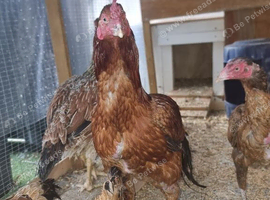 Aseel chicks