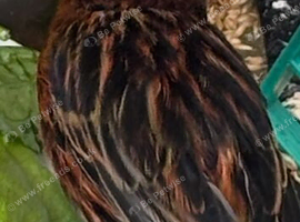Red and black Canary hen female
