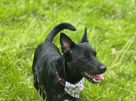 Beautiful collie cross jack