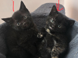 Tortoiseshell girl kitten