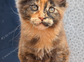 Tica registered Maine coon girl