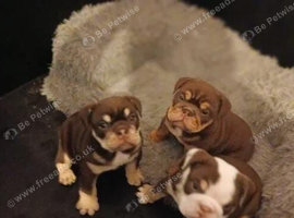 3 Adorable Bulldogs ready to be reserved soon for their loving homes
