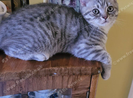 Scottish fold/straight kittens
