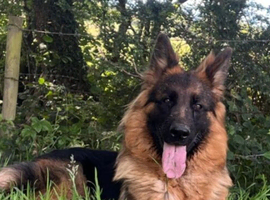 Male and female German shepherd