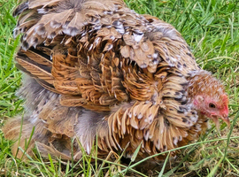 Millefleur Pekin Bantam Pullets