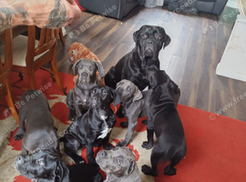 Reduced! Ready To Leave Champion Bloodline Cane Corso Puppies &pound;1,500