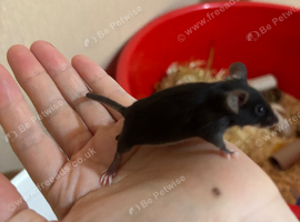 Tiny Rex