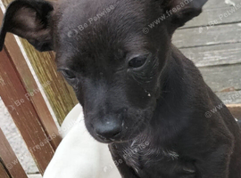 Chatterdale puppies