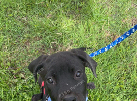 Female puppy