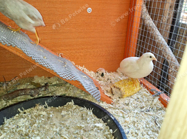 Rehoming male chinese painted  quail