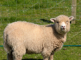 Ryland x tup and wether lambs