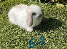Pure bred mini lops