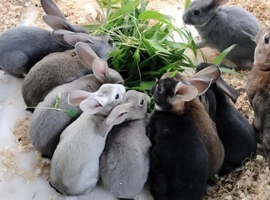 Rex rabbits