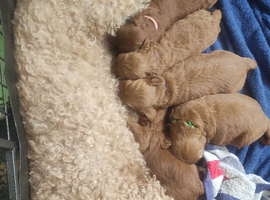 5 Beautiful Cavapoochon Puppies