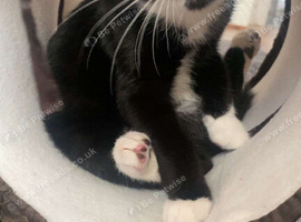 Black and white female kitten