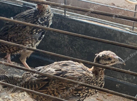 Black francolin