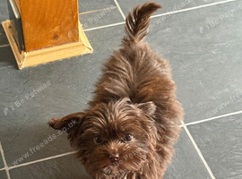 Rehome Brownie
