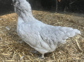 Lavender Araucana pullets