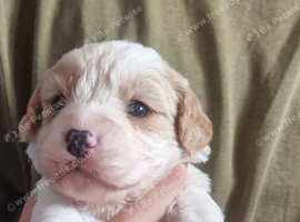 Poodle cavapoos