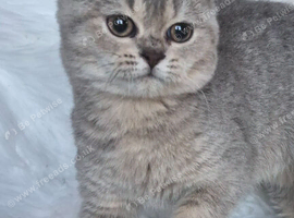 Beautiful, loving well raised kittens