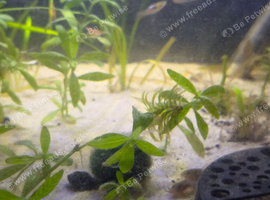 Bronze corey catfish