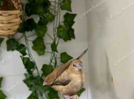 Silverbills finches