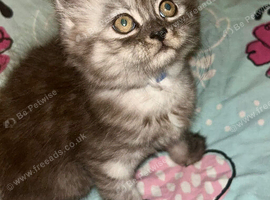 1 Half Persian Kittens left