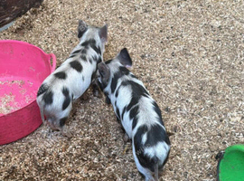 Full breed male kunekune piglets