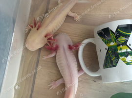 Axolotls for rehoming