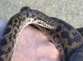 Spotted Python-