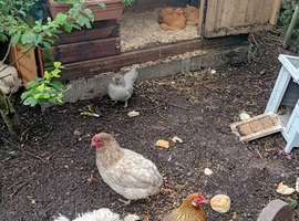 A beautiful group of young laying hens.