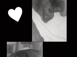 Shar pei mixed with rotweiler