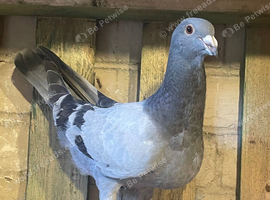 Syrian pigeons for sale in Grimsby