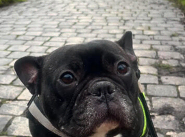 female 7 year old french bulldog