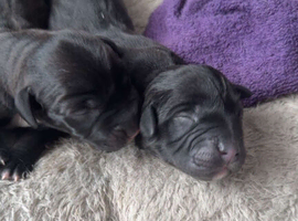 Staffy cross king Labrador