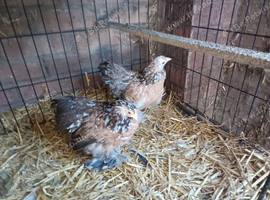 2 lovely Mille fleur Pekins both Female 3 months old