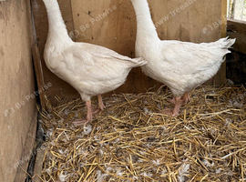 Emden geese