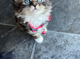 Kittens mixed breed