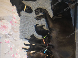 Cane Corso x Dobermann puppies